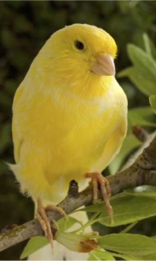 Image for the poem Yellow Canary