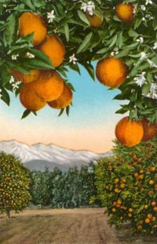 Image for the poem Seduction in the Orange Groves