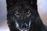 Image for the poem a blackwolf ringing my door bell