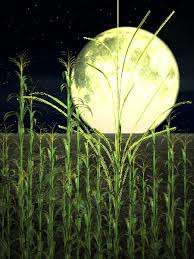 Image for the poem UNDER THE GREEN CORN MOON