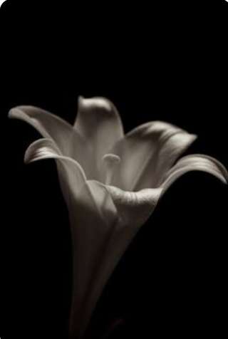 Image for the poem Sweet White Lily