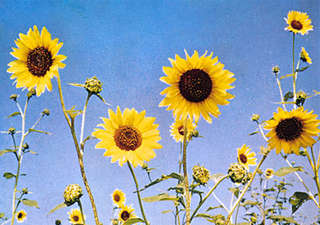 Image for the poem sunflower days 