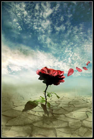 Image for the poem desert rose