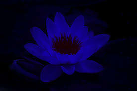 Image for the poem lotus blossom