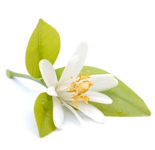 Image for the poem Tunisian Neroli