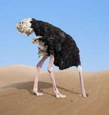 Image for the poem Ostrich