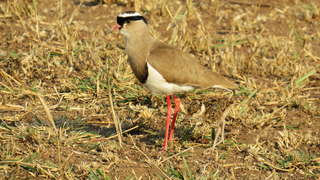 Image for the poem Ground Nesting