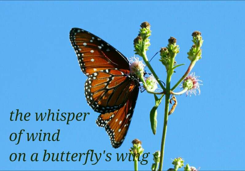 Visual Poem haiga #3... butterfly