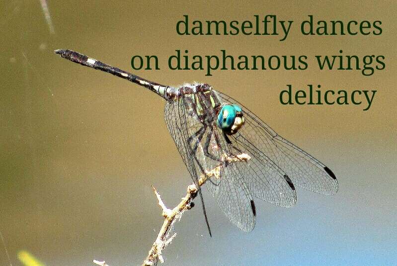 Visual Poem haiga #5... damselfly