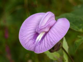 Image for the poem CLITORIA TERNATEA