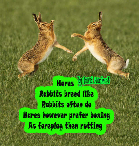 Visual Poem Hares