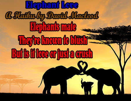 Visual Poem Elephant love