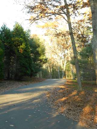 Image for the poem Christmas Trees (A Tree Still Stands)