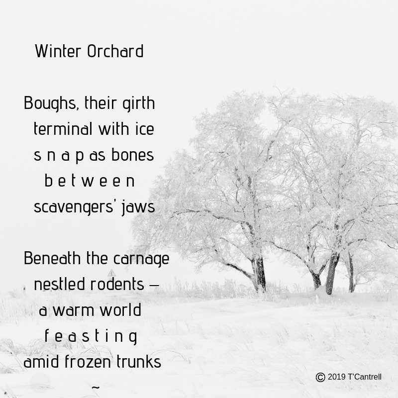 Visual Poem Winter Orchard 