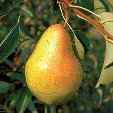 Image for the poem two pears at midnight