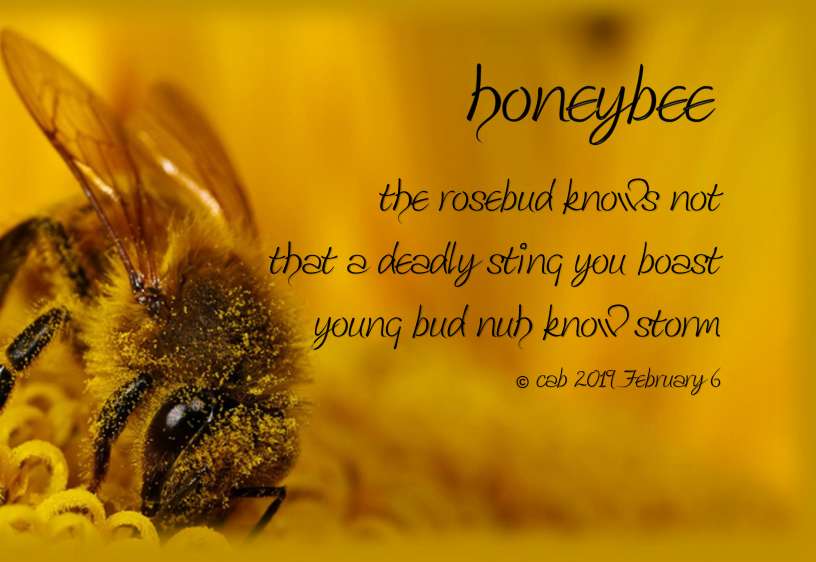 Visual Poem honeybee