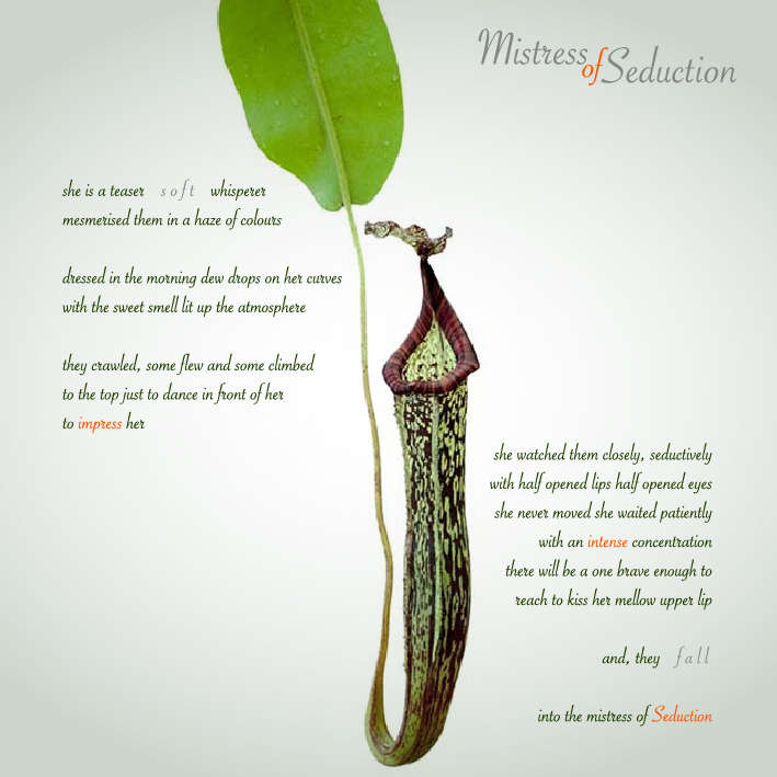 Mistress of Seduction - Visual Poetry