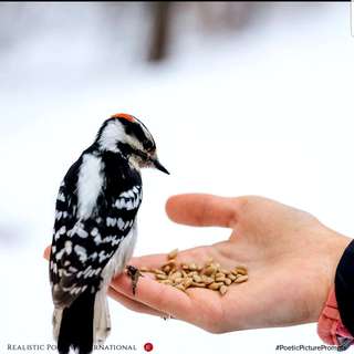 Image for the poem Them Seeds