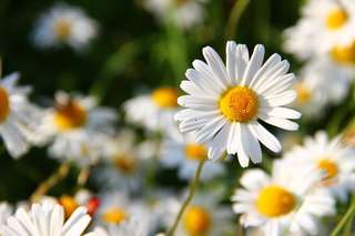 Image for the poem Daisy