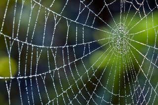 Image for the poem spiderweb