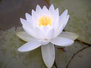 Image for the poem lotus flower