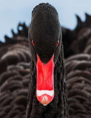 Image for the poem BLACK SWAN