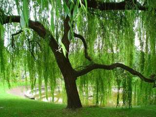 Image for the poem weeping willow