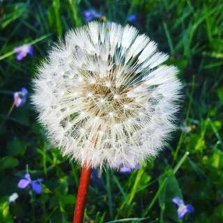 Image for the poem Beautiful Weeds