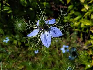 Image for the poem Nigella, Soft, in Purples Waxing Gaze  Sonnet Twenty