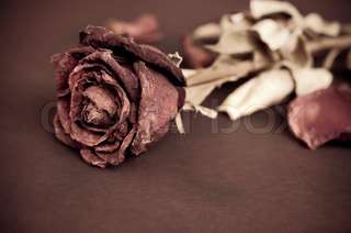 Image for the poem Dried Roses