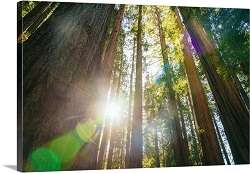 Image for the poem Redwood