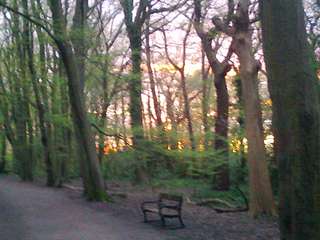 Image for the poem Sunset In Highgate Wood