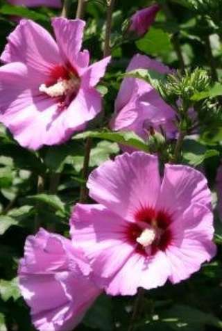 The Martha Stewart Blog Blog Archive My Flowering Rose Of Sharon