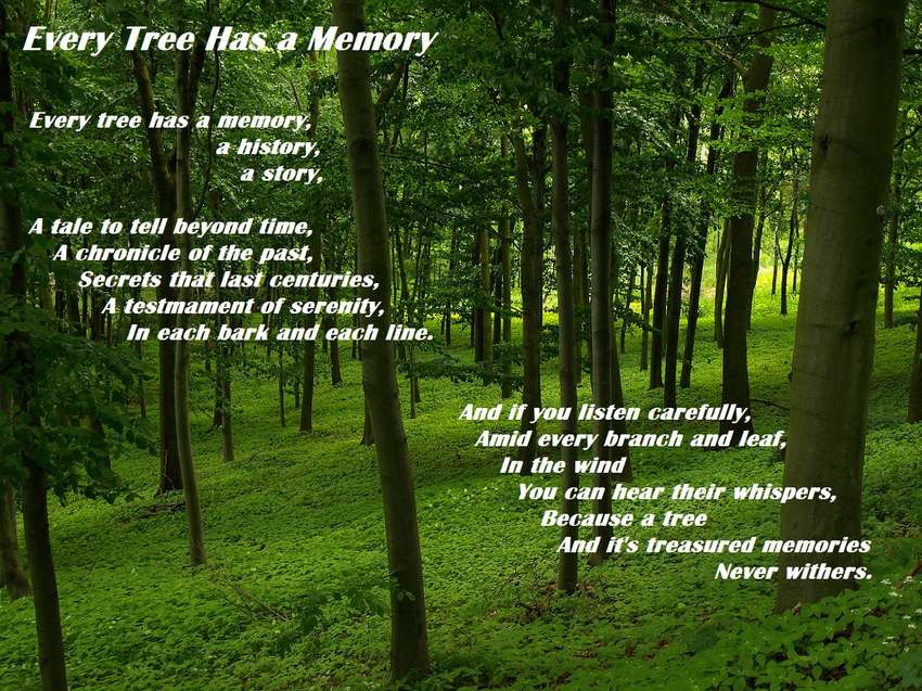 Visual Poem Every Tree Has a Memory