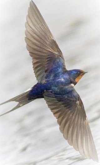 Image for the poem A Single Swallow (Couplets)