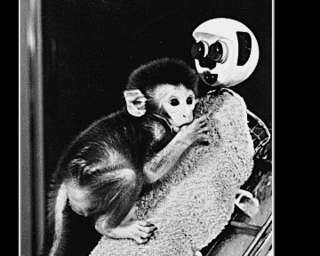 Image for the poem Wire Monkey Kind Of Love