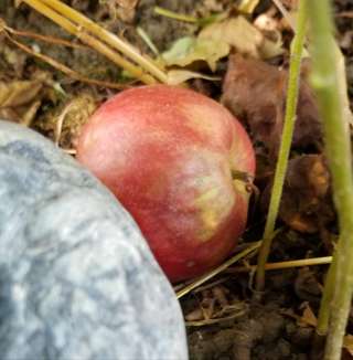 Image for the poem Apple Butter