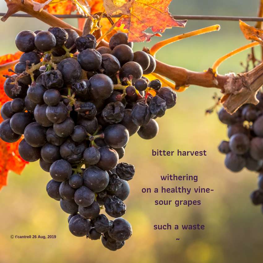 Visual Poem bitter harvest 