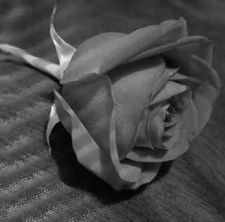 Image for the poem This Rose