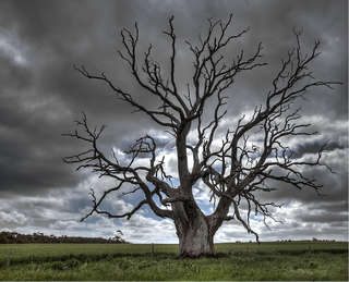 Image for the poem Tree of the ancients