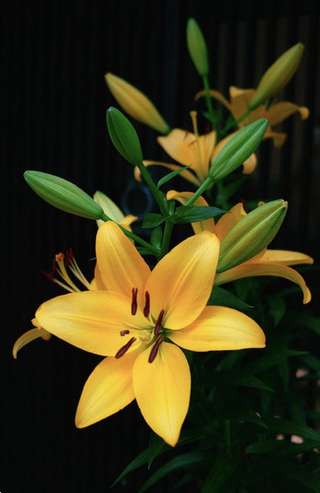 Image for the poem lilium tigrinum