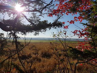 Image for the poem Autumn