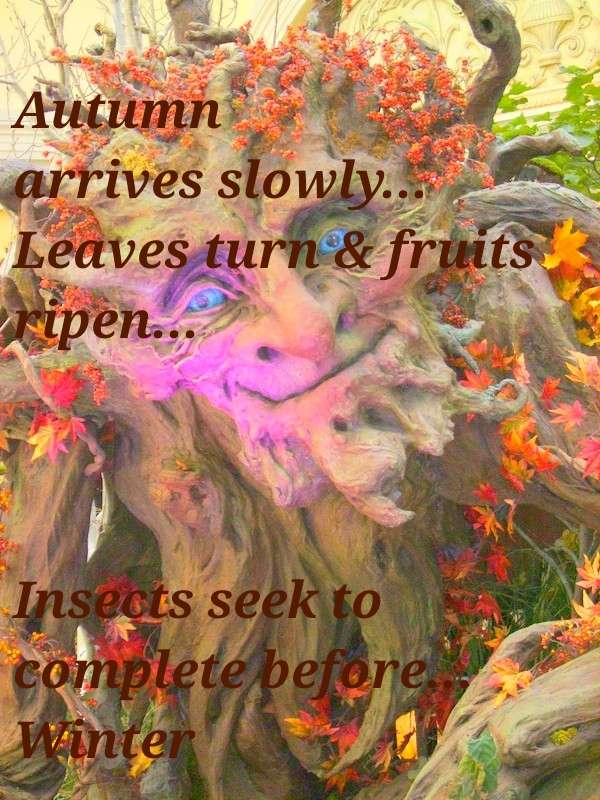 Visual Poem Quintain...Autumn... Haiga