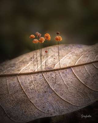 Image for the poem Autumn VI: Reincarnation 