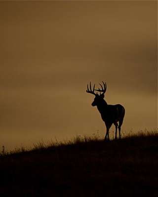 Image for the poem Whitetail