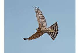 Image for the poem Sparrowhawk