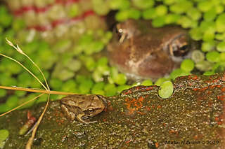 Image for the poem A pond in springtime