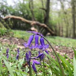 Image for the poem Bluebell Time Machine