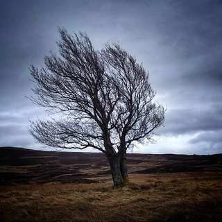 Image for the poem Along a road..