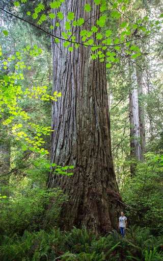 Image for the poem of Redwood Groves and Fern Canyons